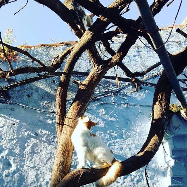 Casa Plasa Grande Chefchaouen